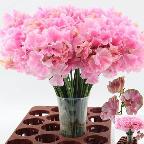 Wicken dunkel rosa/creme-creme Misty Pink 40cm