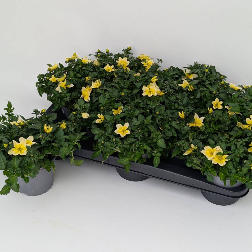 Bidens gelb Splash T12 H025
