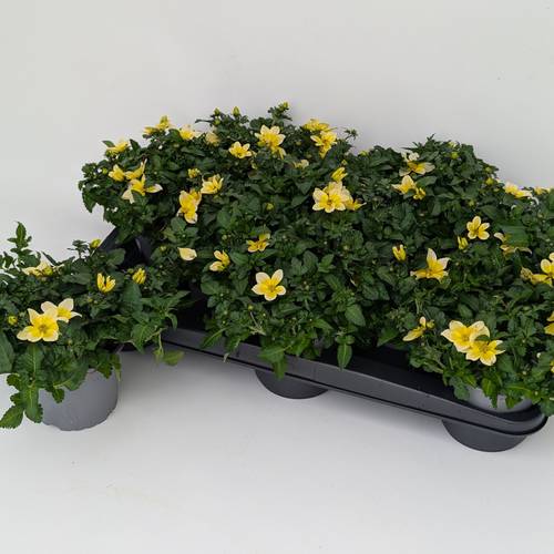 Bidens gelb Splash T12 H025