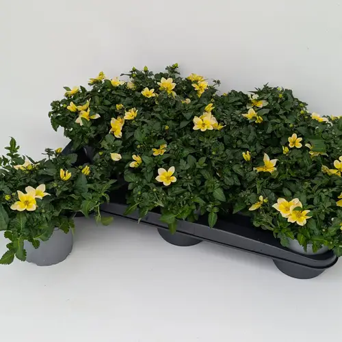 Bidens gelb Splash T12 H025