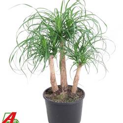Beaucarnea Verzweigt T27 H80