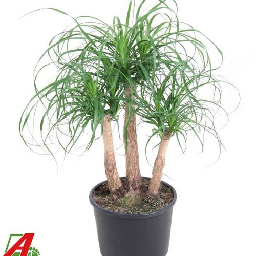 Beaucarnea Verzweigt T27 H80