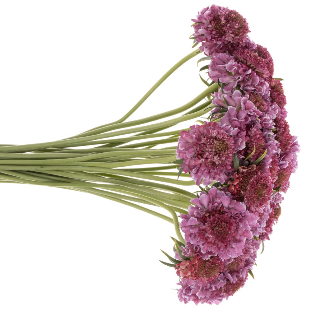 Scabiosa lila/weiss Bicolor Pink 60 pink