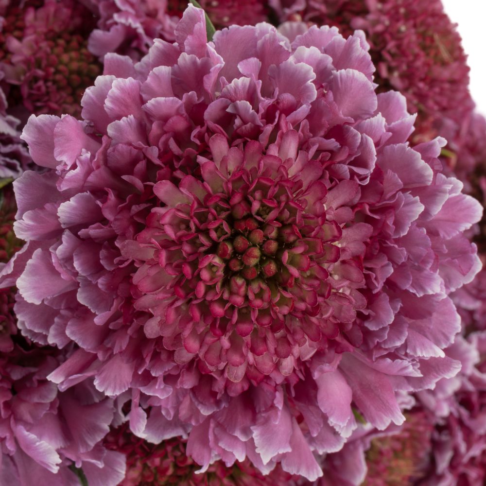 Scabiosa lila/weiss Bicolor Pink 60 pink