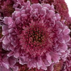 Scabiosa lila/weiss Bicolor Pink 60 pink