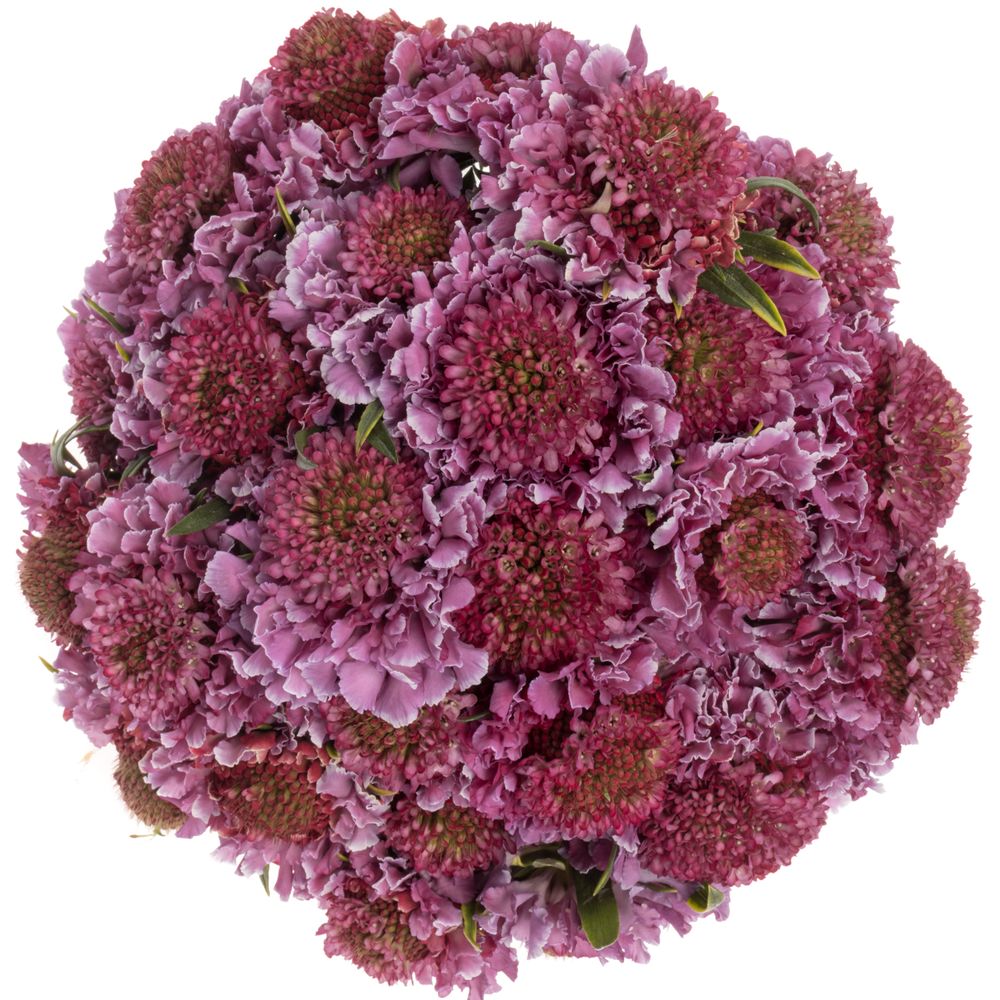 Scabiosa lila/weiss Bicolor Pink 60 pink