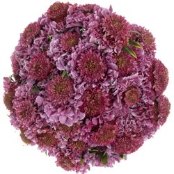 Scabiosa lila/weiss Bicolor Pink 60 pink