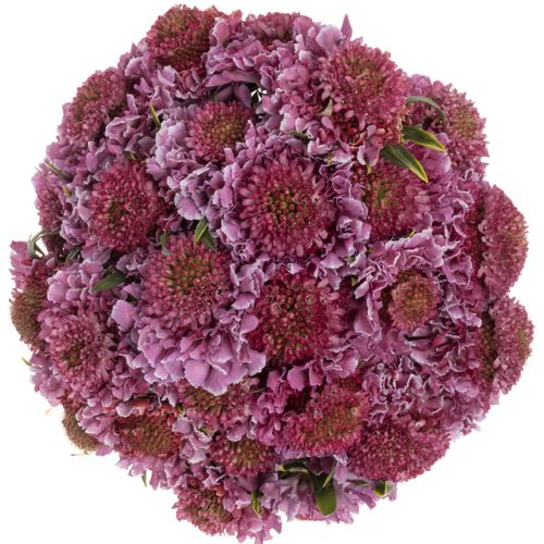 Scabiosa lila/weiss Bicolor Pink 60 pink