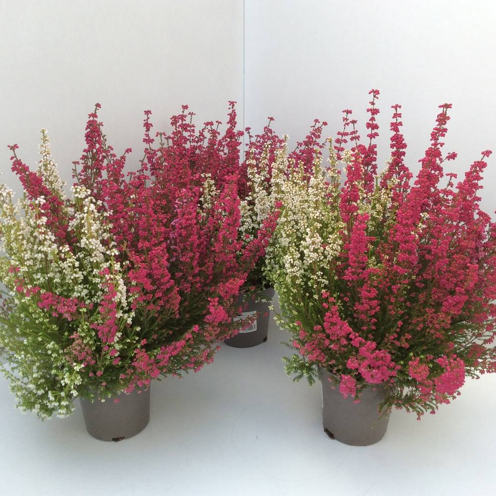 Erica Graciles Twin Hessenmädchen T13 H035