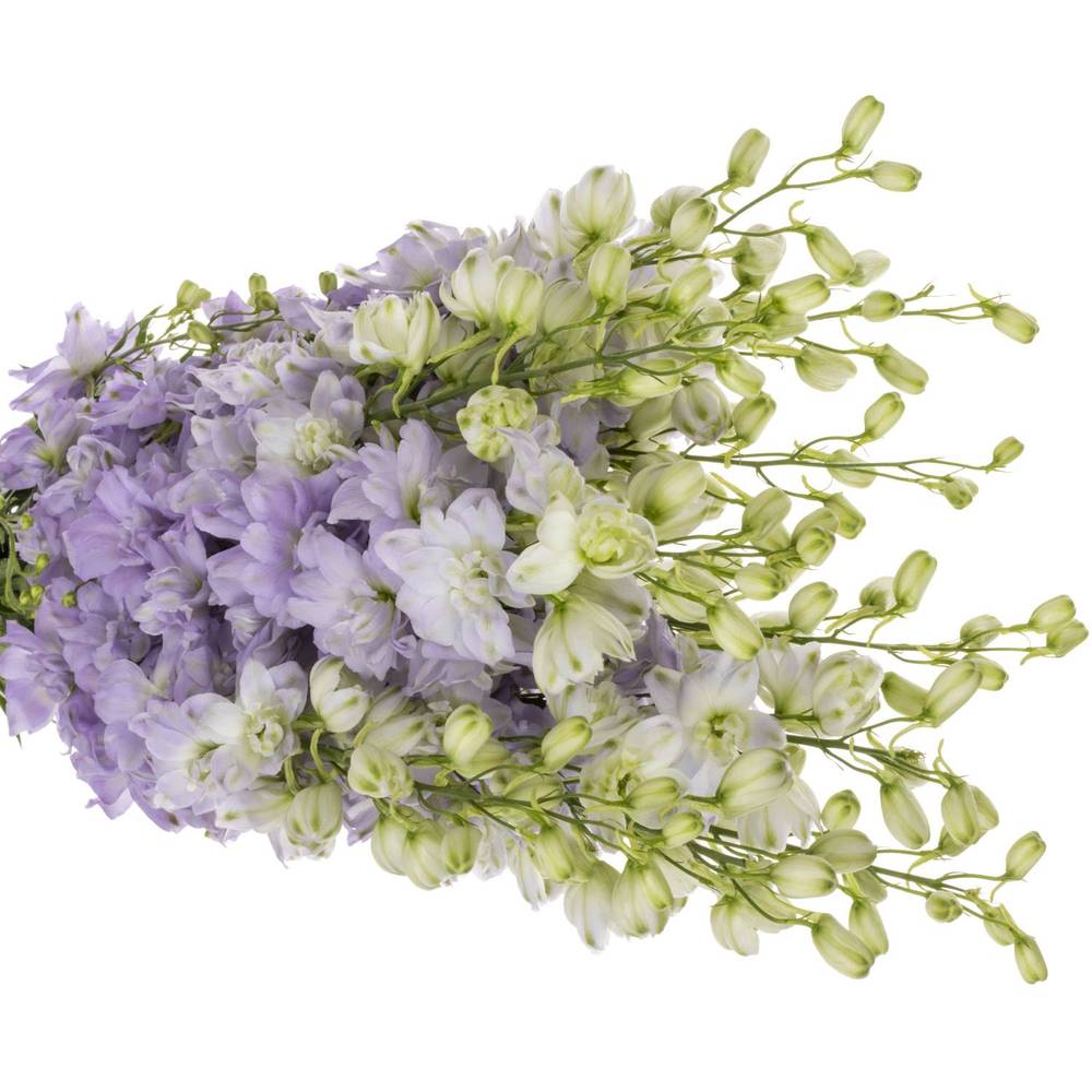 Delphinium milka lavendel Dewi Impress 95cm