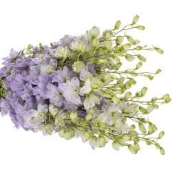 Delphinium milka lavendel Dewi Impress 95cm