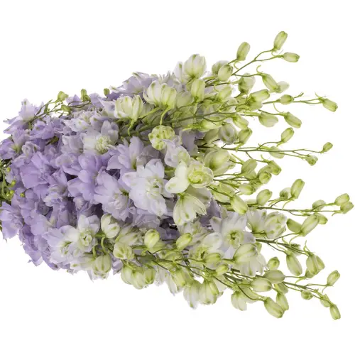 Delphinium milka lavendel Dewi Impress 95cm