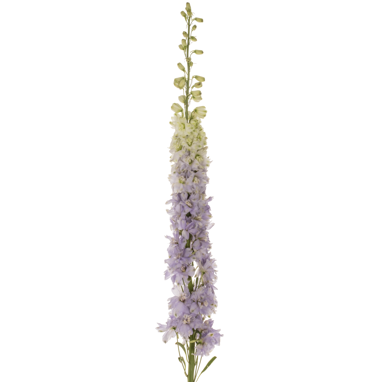 Delphinium milka lavendel Dewi Impress 95cm