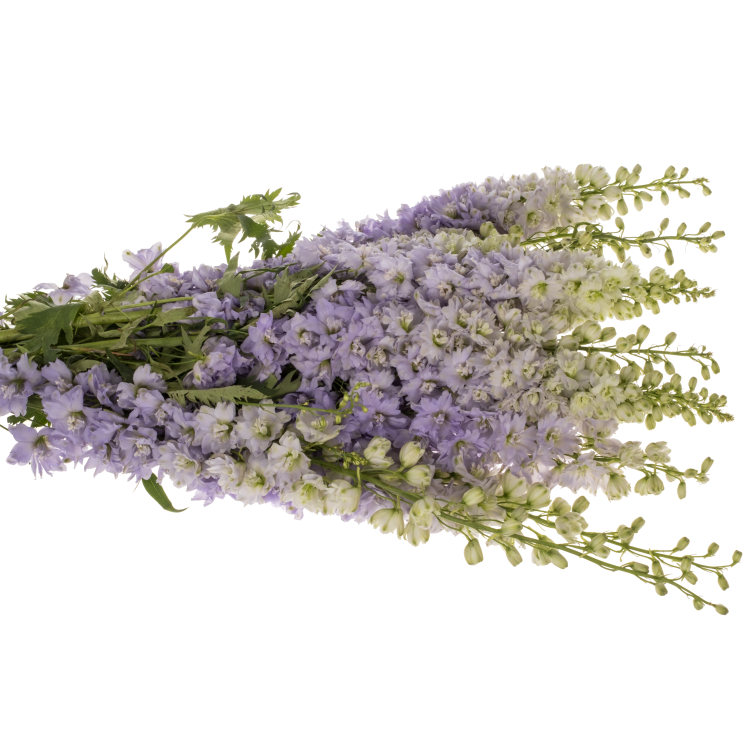Delphinium milka lavendel Dewi Impress 95cm