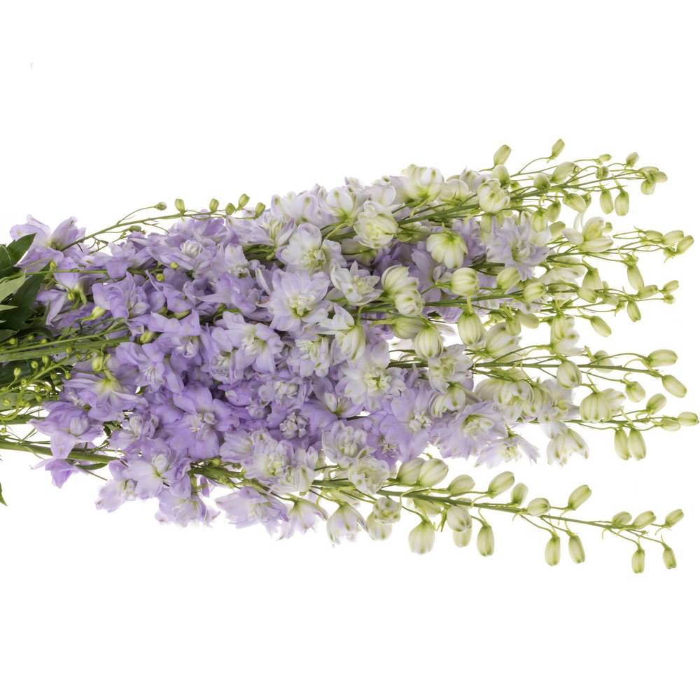 Delphinium milka lavendel Dewi Impress 95cm