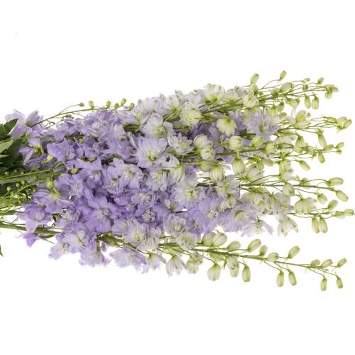 Delphinium milka lavendel Dewi Impress 95cm