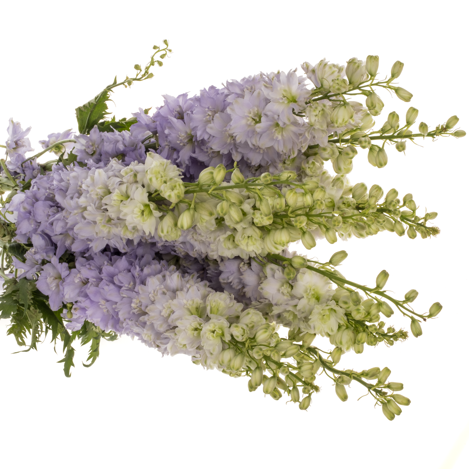 Delphinium milka lavendel Dewi Impress 95cm