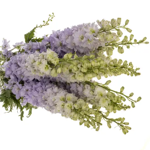Delphinium milka lavendel Dewi Impress 95cm