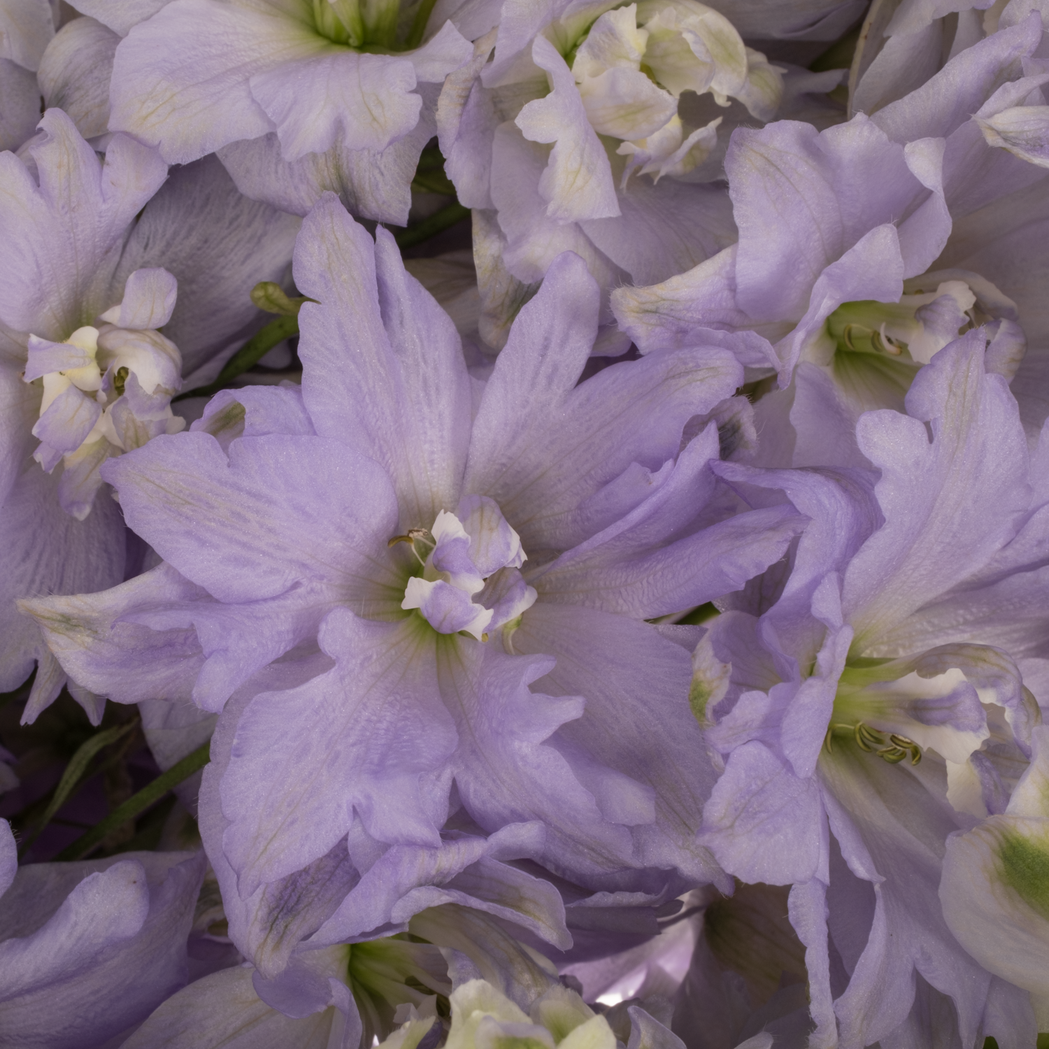 Delphinium milka lavendel Dewi Impress 95cm