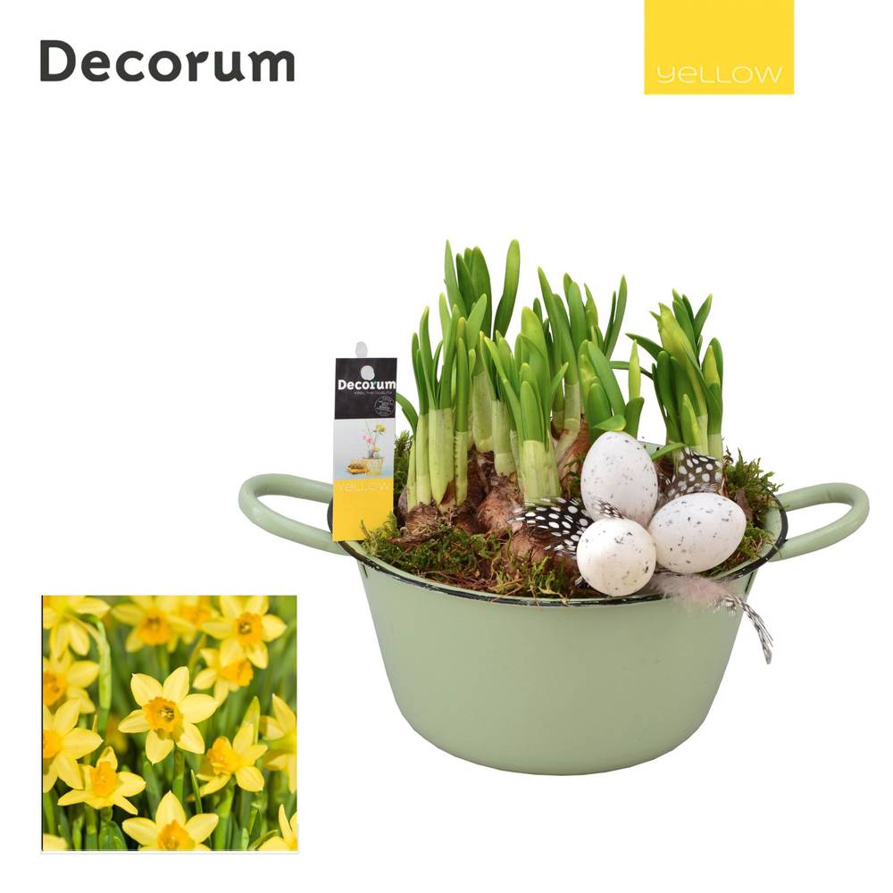 Narzis.Arr HL10575 Ostern T18 H019