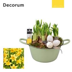 Narzis.Arr HL10575 Ostern T18 H019