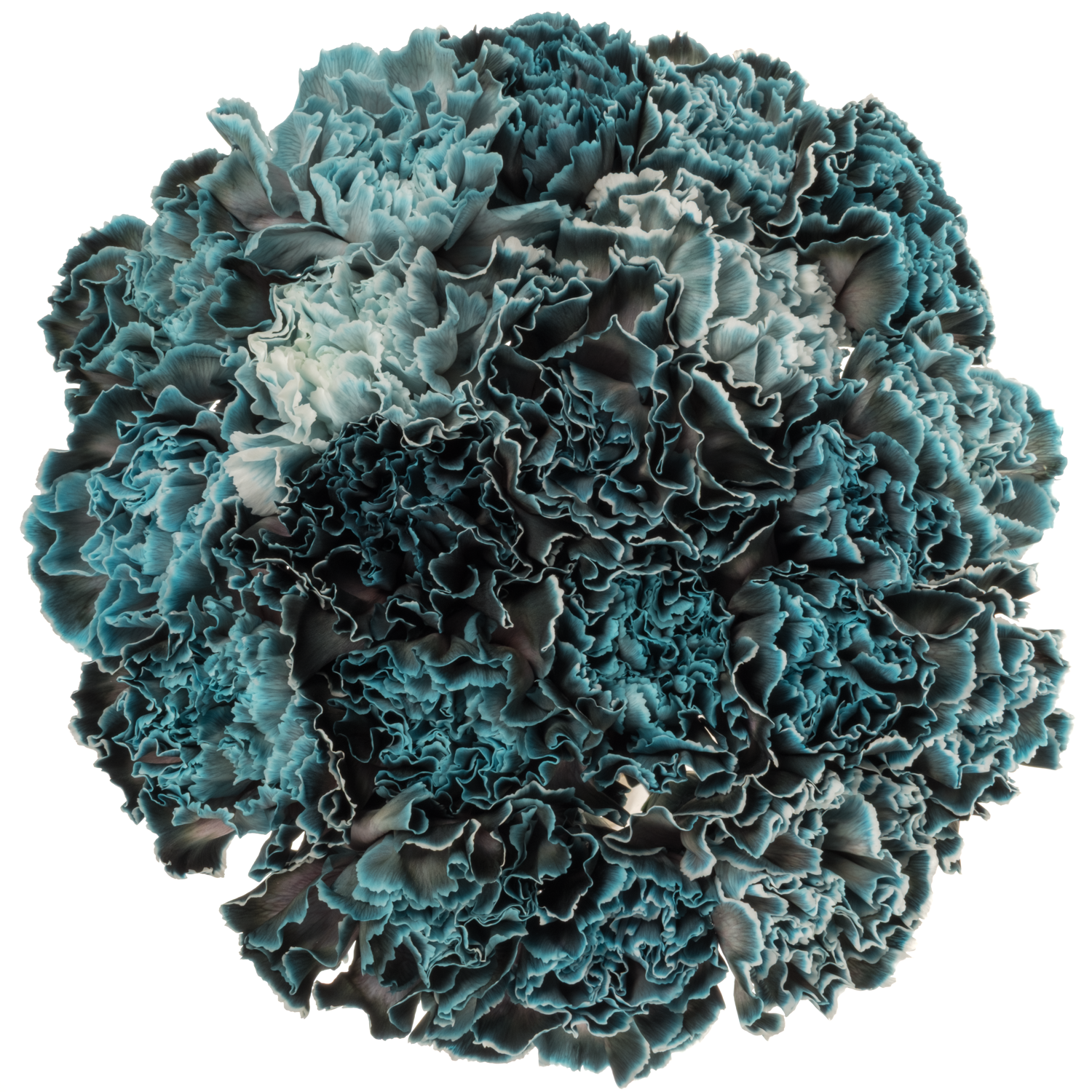 Nelke blau Navy gefärbt 60cm