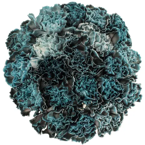 Nelke blau Navy gefärbt 60cm