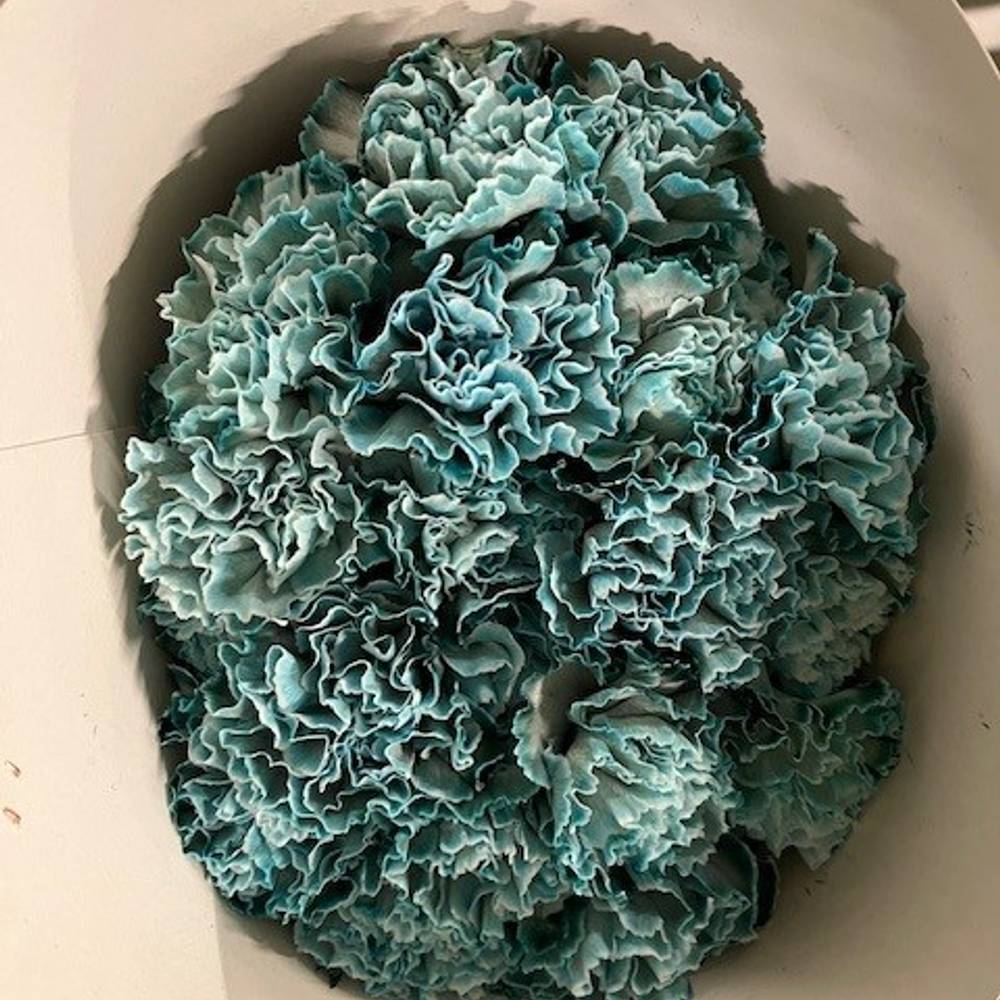 Nelke blau Navy gefärbt 60cm