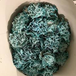 Nelke blau Navy gefärbt 60cm