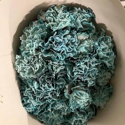 Nelke blau Navy gefärbt 60cm