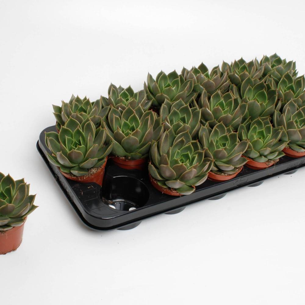 Echeveria Mexico T08,5 H015