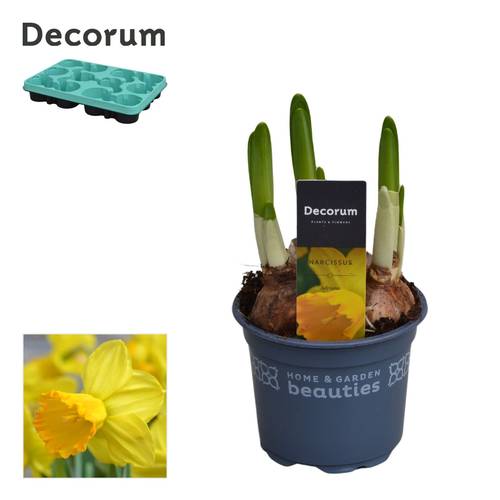 Narzisse 3er gelb Adriana T09 H015