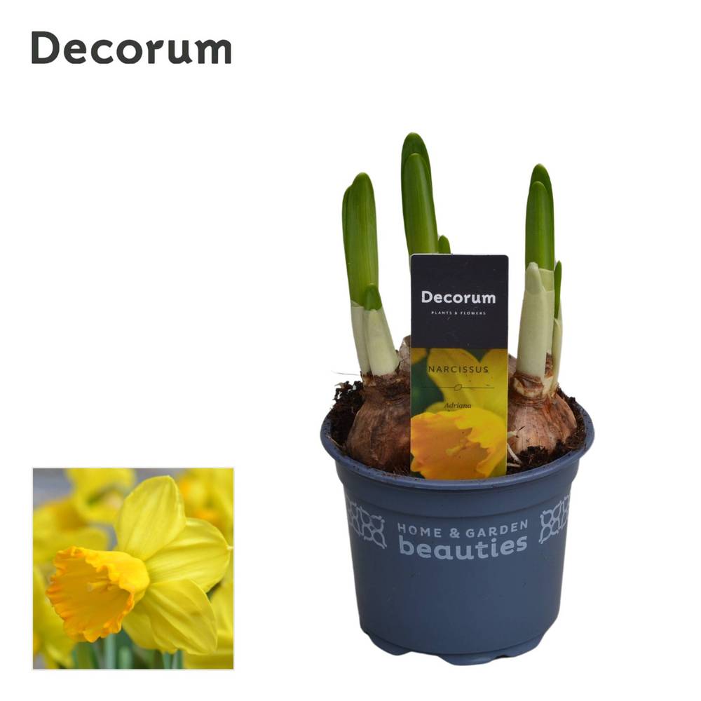 Narzisse 3er gelb Adriana T09 H015