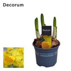 Narzisse 3er gelb Adriana T09 H015