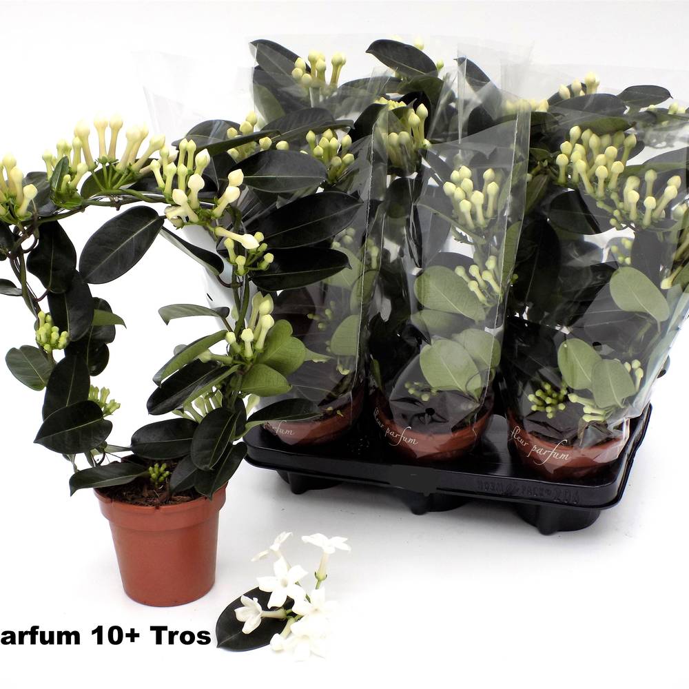 Stephanotis 10-13 BL. Parfum Bogen T12 H045