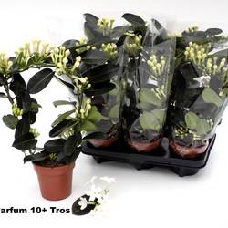 Stephanotis 10-13 BL. Parfum Bogen T12 H045