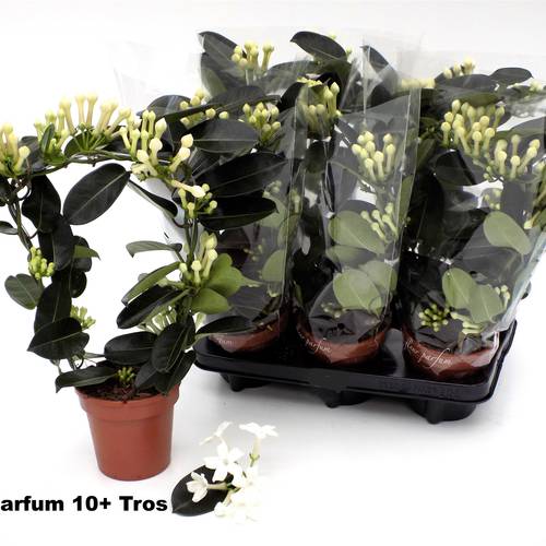 Stephanotis 10-13 BL. Parfum Bogen T12 H045