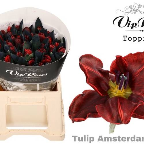 Tulpe Rot gefärbt Amsterdamned 32 Gramm