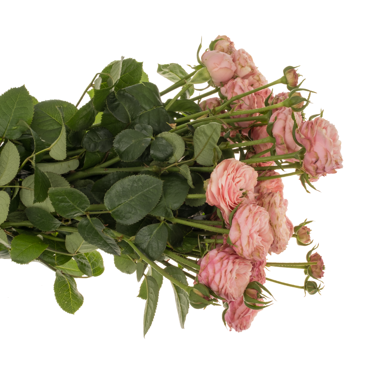 Rose verzweigt rosa/hell rosa Royal Blu Fancy 3+ 50cm