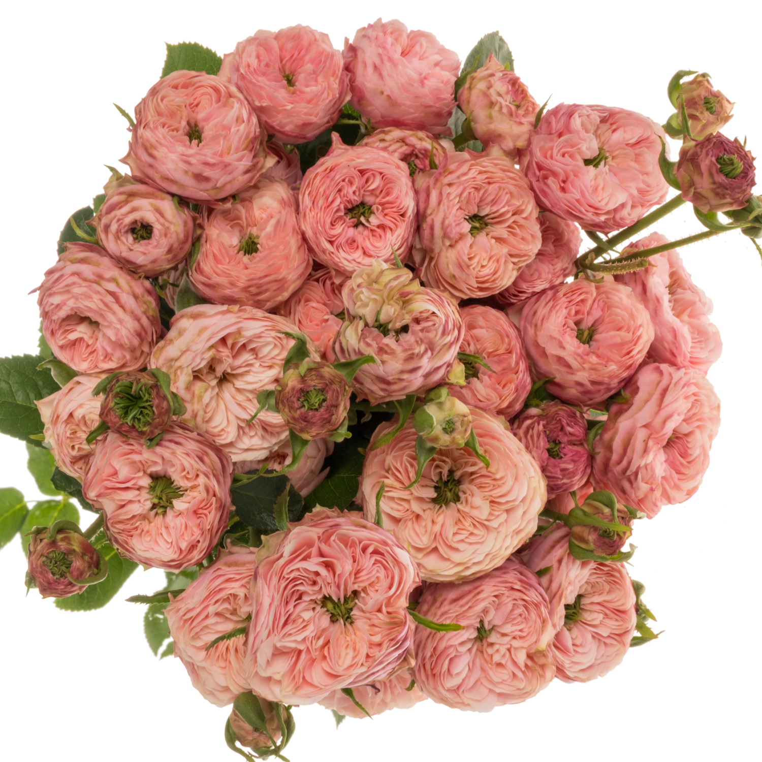 Rose verzweigt rosa/hell rosa Royal Blu Fancy 3+ 50cm