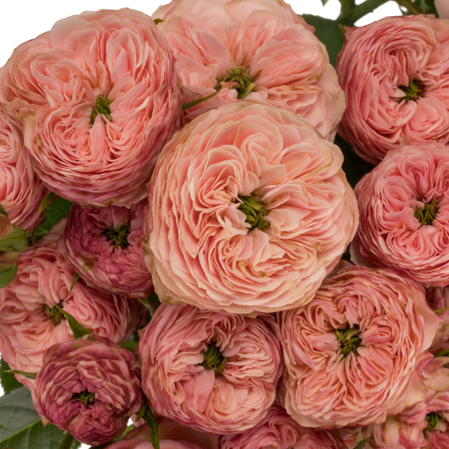 Rose verzweigt rosa/hell rosa Royal Blu Fancy 3+ 50cm