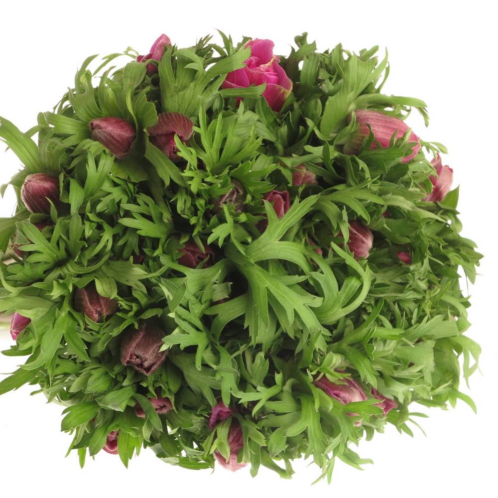 Anemone lila Israel  40cm x 50