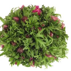 Anemone lila Israel  40cm x 50