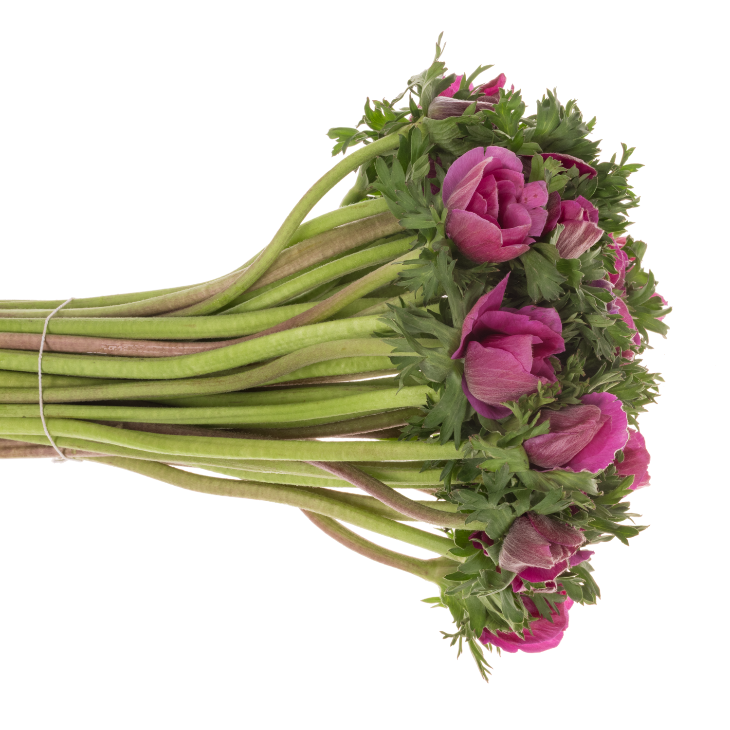 Anemone lila Israel x 50 40cm