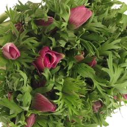 Anemone lila Israel  40cm x 50