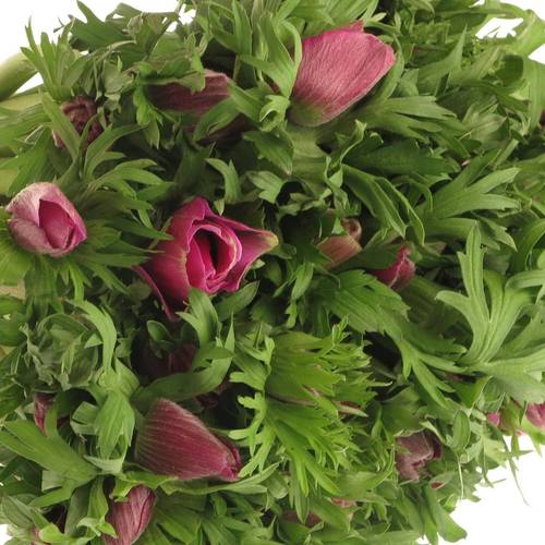 Anemone lila Israel  40cm x 50