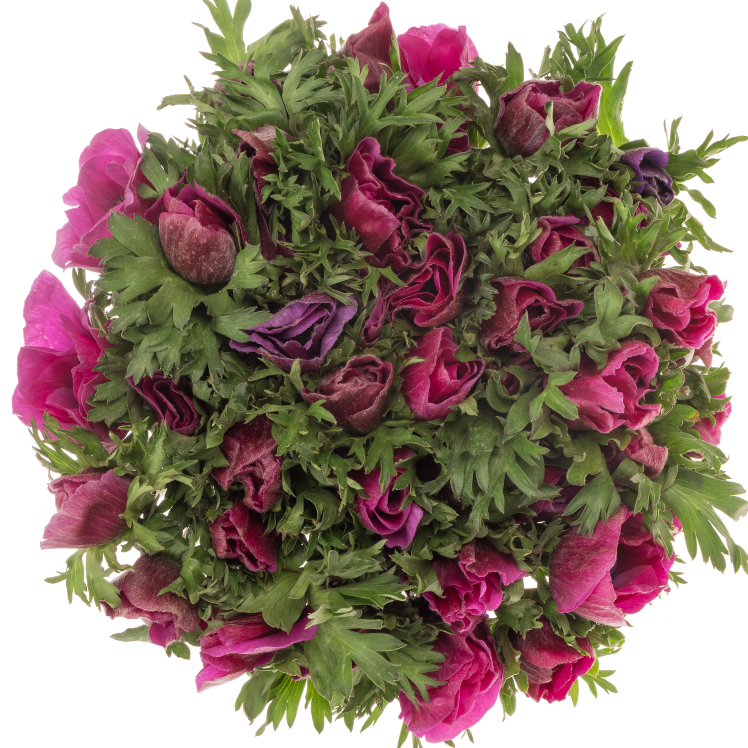 Anemone lila Israel x 50 40cm