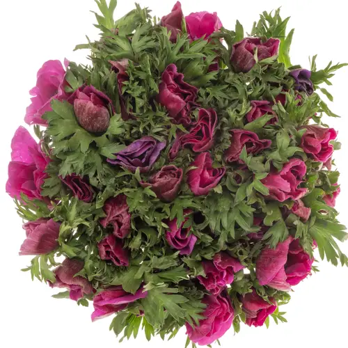 Anemone lila Israel x 50 40cm