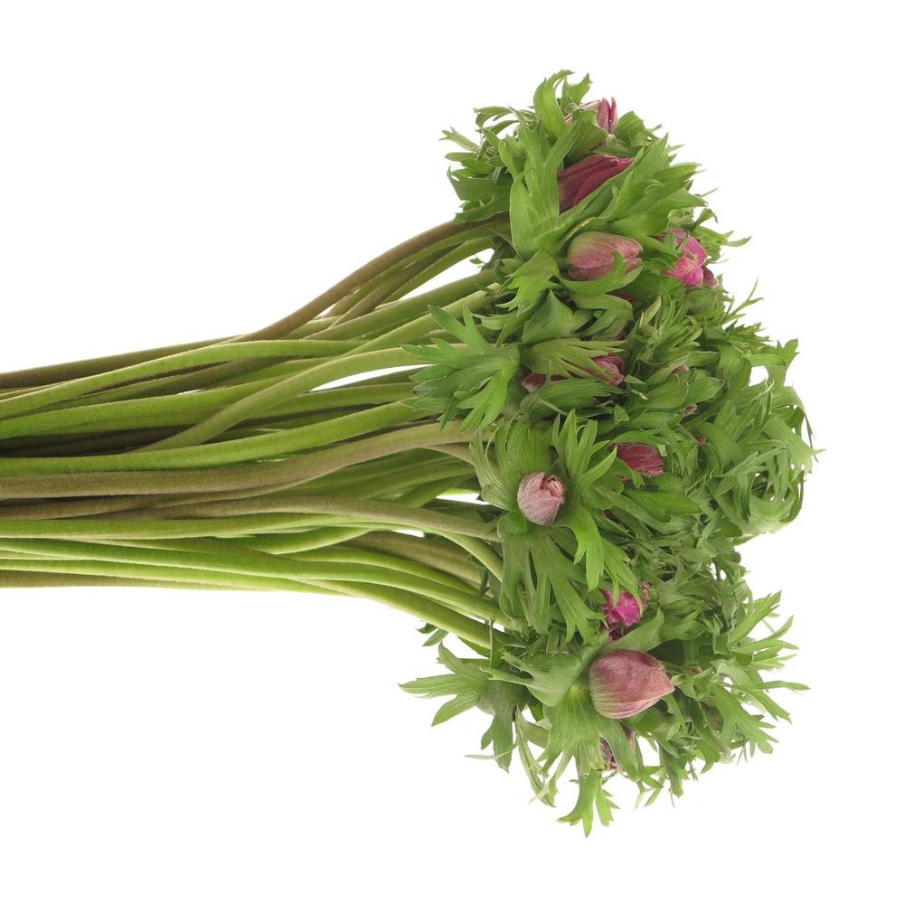 Anemone lila Israel  40cm x 50