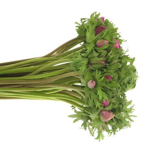 Anemone lila Israel  40cm x 50